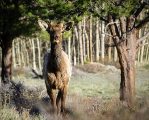 Male Elk With Growing Anlers