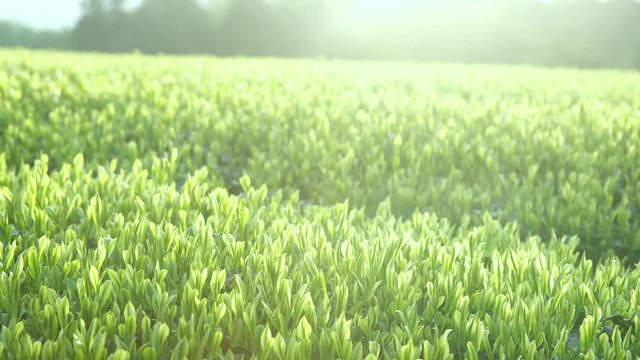 茶畑の朝ティルトアップ4K