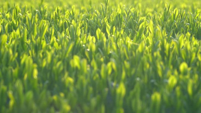 風に揺れる緑茶の芽4K