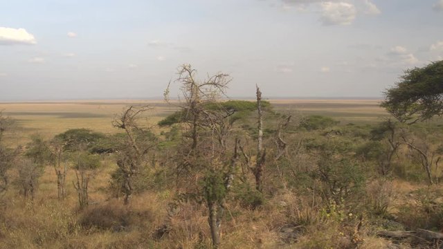 CLOSE UP: Tall arid grass, low shrubs, beautiful green acacia trees in vast savannah grassland woodland growing on the hill slope witch extends into endless flatland. African veld on sunny summer day