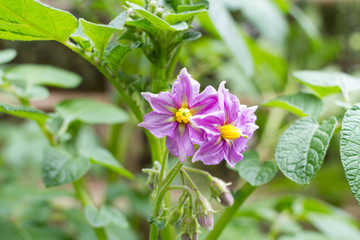春に咲くじゃがいもの花