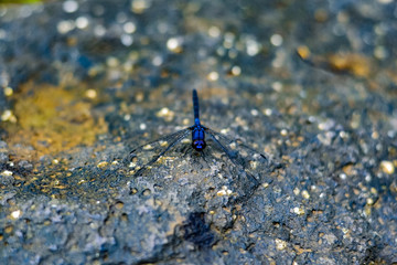 Blue Dragonfly