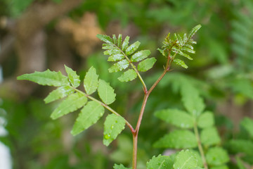 新緑の雨露に濡れる木の芽