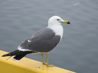 Fototapeta premium ウミネコ(Black-tailed gull)