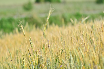 Yellow and green wheat(cereal) field. Abstract nature background. Front view. Copy space.
