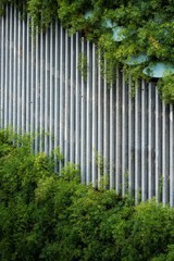 Fototapeta premium greenwall