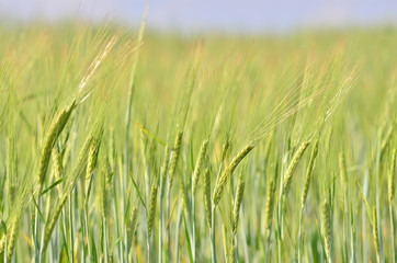 Green barley (cereal) field for abstract nature background. Front view. Selective focus.