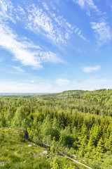 Obraz na płótnie Canvas Skog landscape view in summer