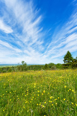 Summer bed with buttercups flowers and Cirrus cloud in the sky