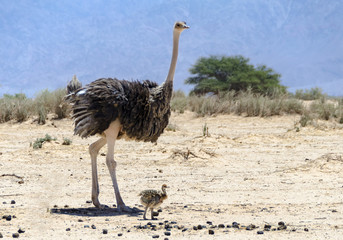 Female of African ostrich (Struthio camelus) with young chicks in nature reserve park, 35 km north of Eilat, Israel    