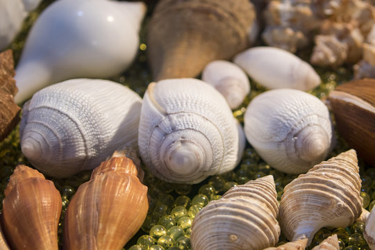 Image of Seashell collection.  Many different shells.