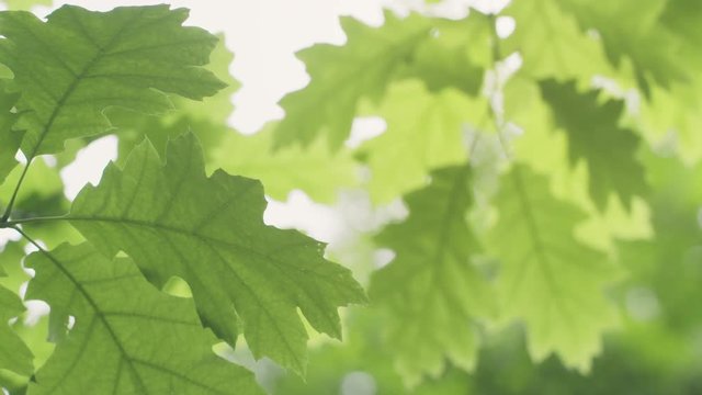 fresh young oak leaves in early summer slowmo 60fps, rores footage