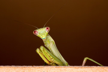 Praying Mantis Macro Photo