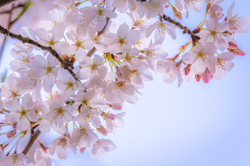 Amazing cherry blossom