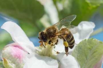 bee pollinating apple blossoms macro