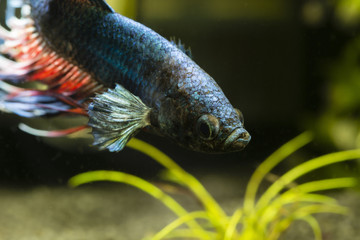 Fish fighter blue swimming in an aquarium.