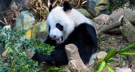 Obraz premium Pandabär, Zoo Singapur