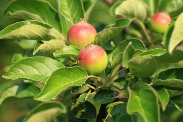 Small apples on a branch in the garden