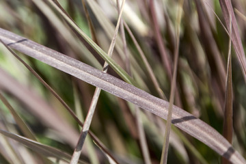 Abstract Grass blades in Djibouti, East Africa