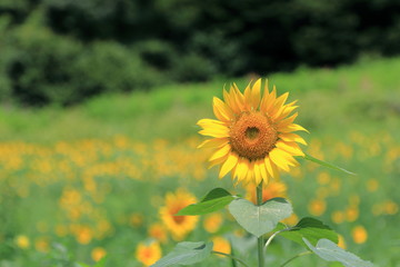 夏の花ヒマワリ