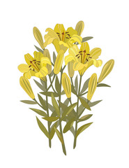 Lilies flowers yellow lily bouquet vector isolated on white