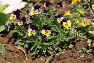 Garden / Pansy - beautiful summer flowers.