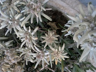 FLEURS EDELWEISS