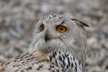 Eule Close-Up mit grossen Augen