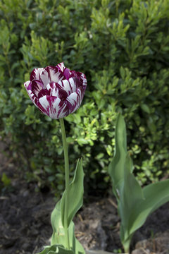 White and Purple Zurel Tulip. Spring Flowers.