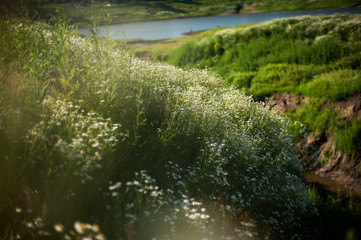 camomiles and lake