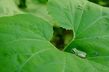 かえる　フキ　葉っぱ