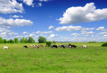 Cows grazing on pasture