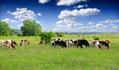 Door stickers Cow Cows grazing on pasture