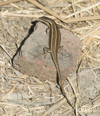 Blue-tailed skink lizard on a rock