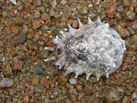 testa del granchio