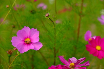 Obraz premium コスモス 秋