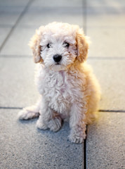 Small toy poodle puppy sitting on grey tiles