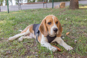 Beagle Dog