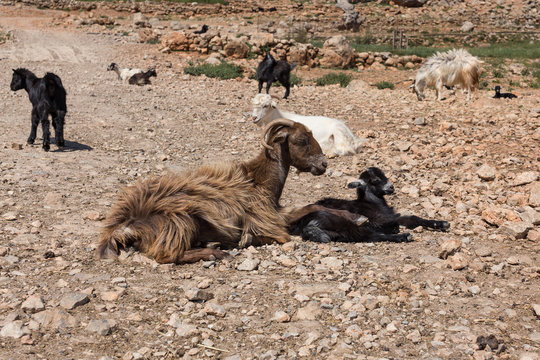 Schaf in Finix - Kreta © Lothar