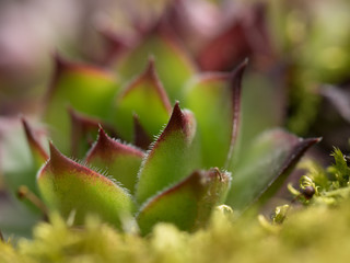 Beautiful succulent plants in the spring. Macro