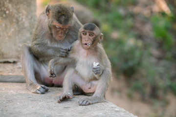 little monkey and mom (Macaque rhesus) sitting on ground.