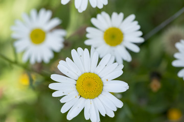 Macro photograph of a white daisy