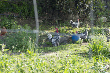 Several chickens loose by an outdoor corral
