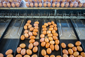 Egg on size sorting by farmer.