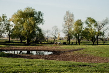 The evening sunset in the nature. A riot of colors, green grass, horses on the farm.