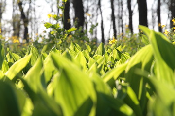 Obraz premium White lilies of the valley on a glade in the forest, sunny day