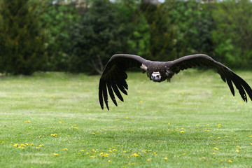 Geierflug