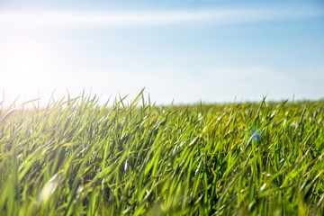 Green field and blue sky