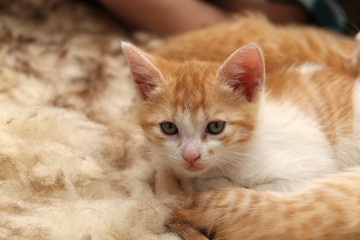 Pets / Kittens / Little kittens play