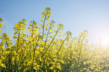 Yellow field and blue sky